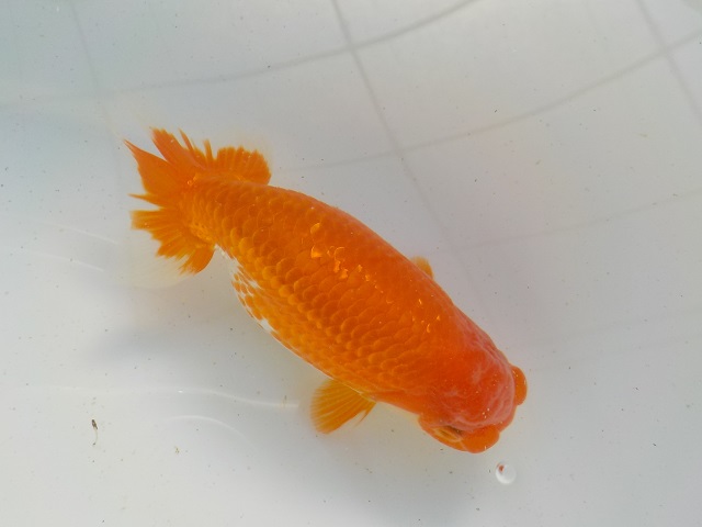 智教らんちう - 逸品らんちゅうを販売しております